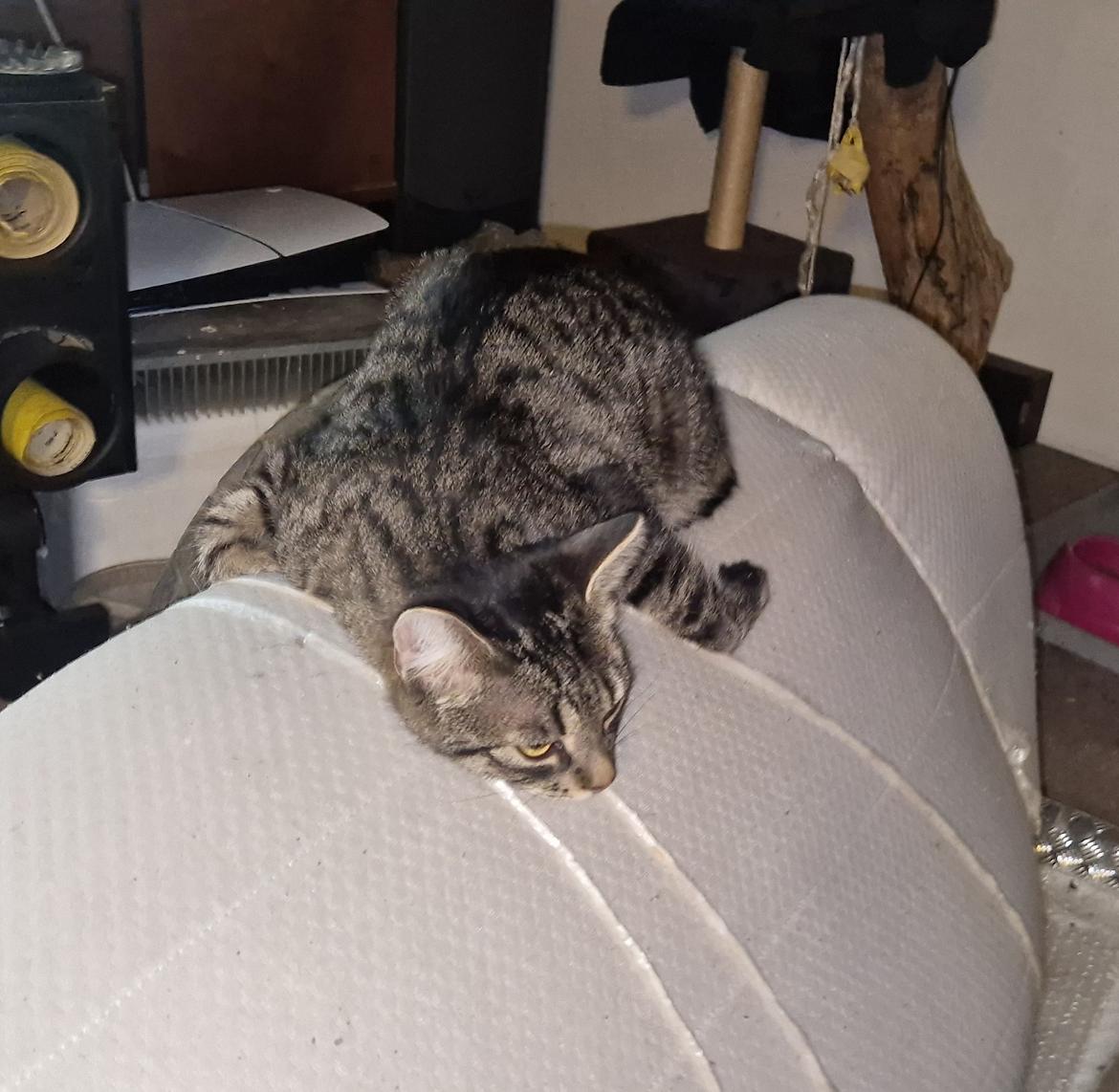 Huskat Luna billede 4