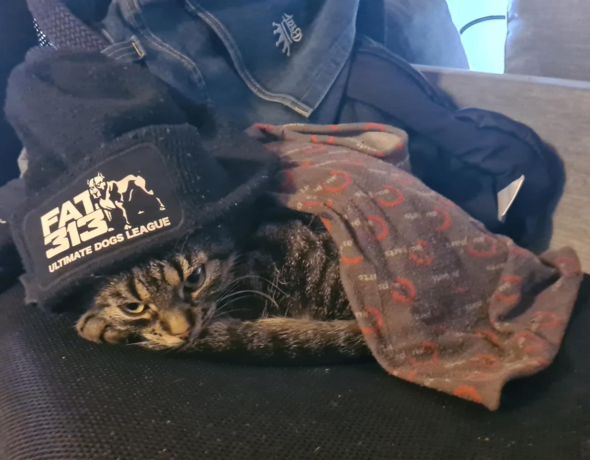 Huskat Luna billede 2