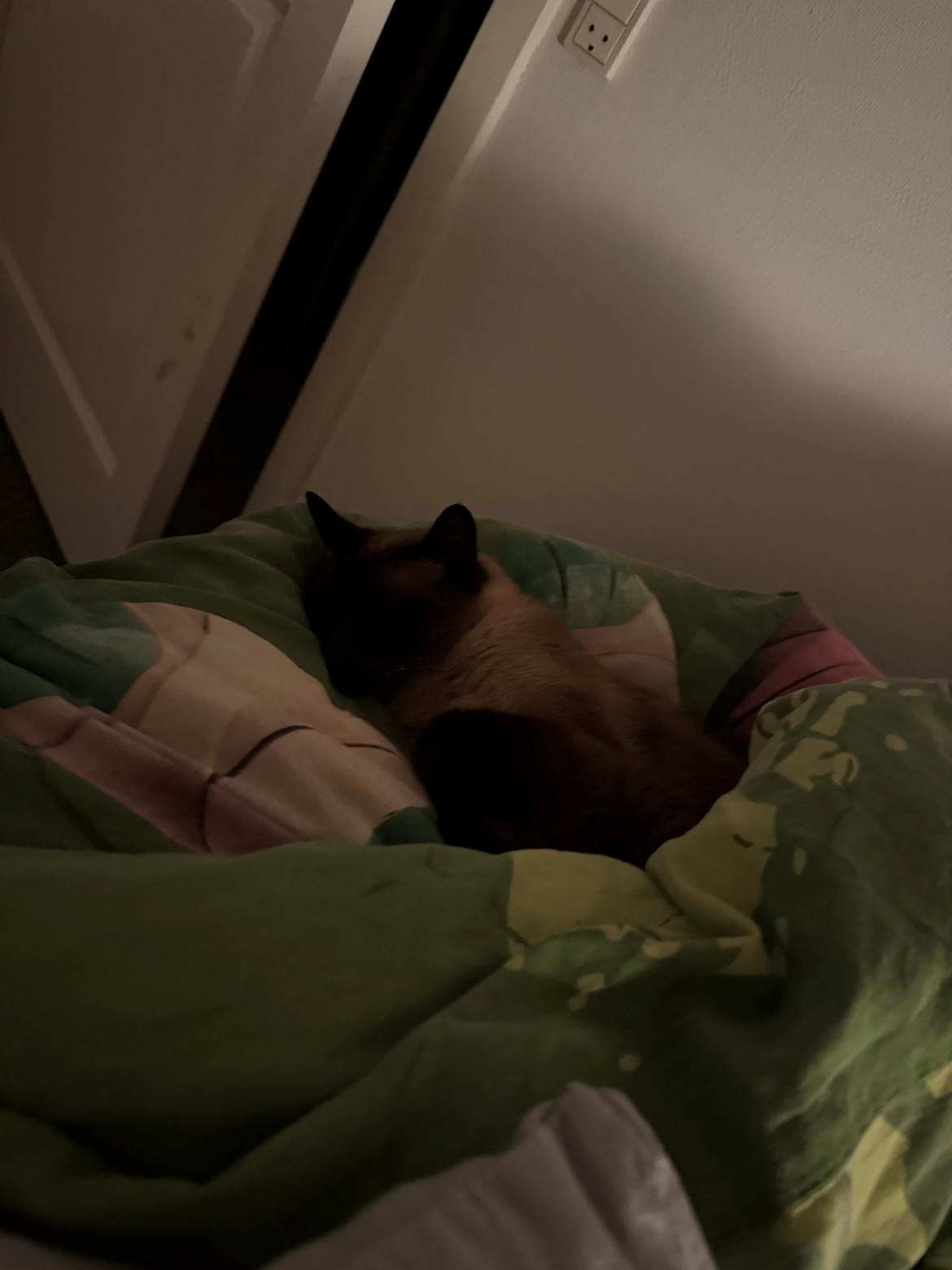 Siameser Pepito billede 7
