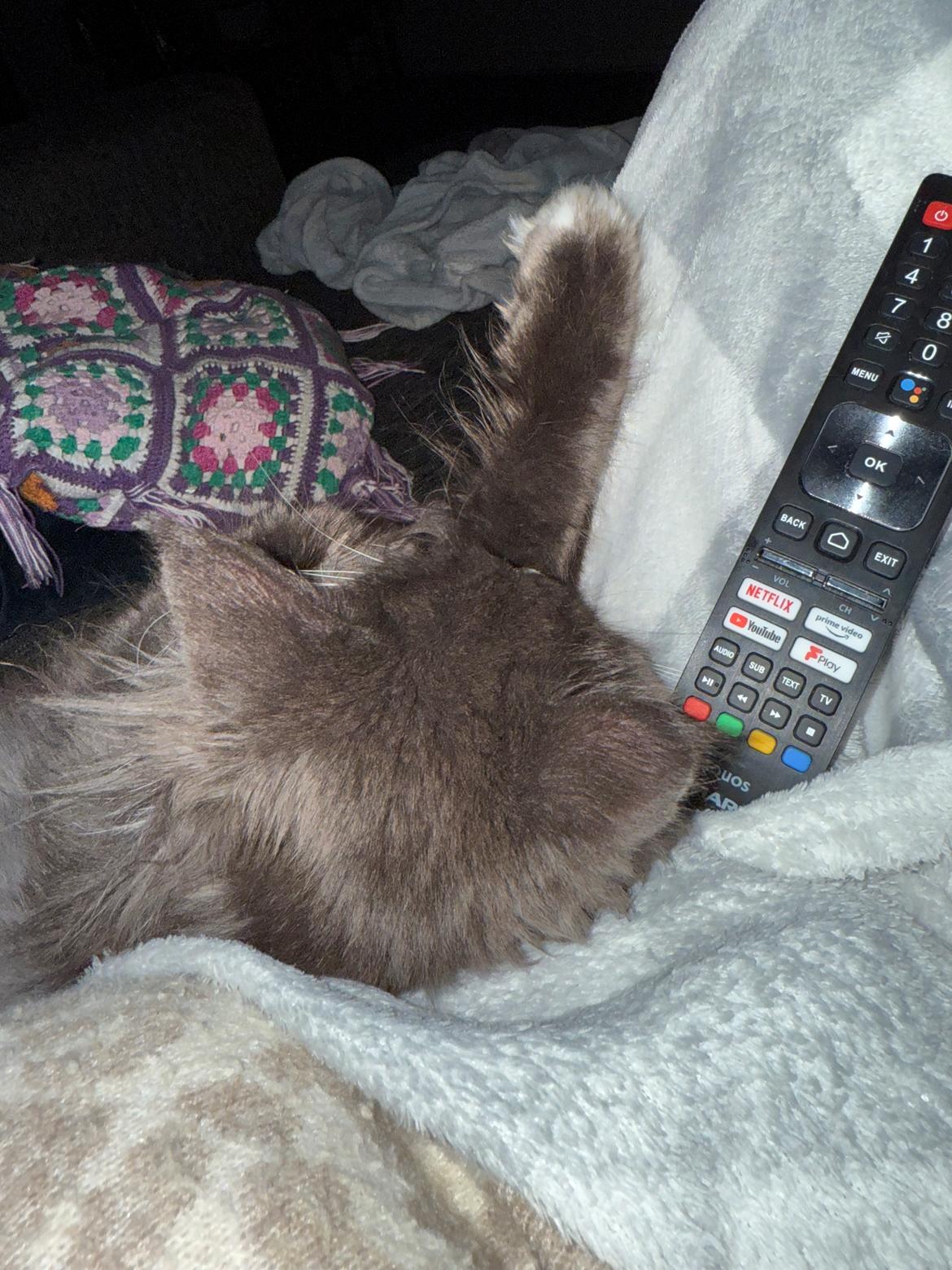 Maine Coon Ake Alma Aflivet  billede 16