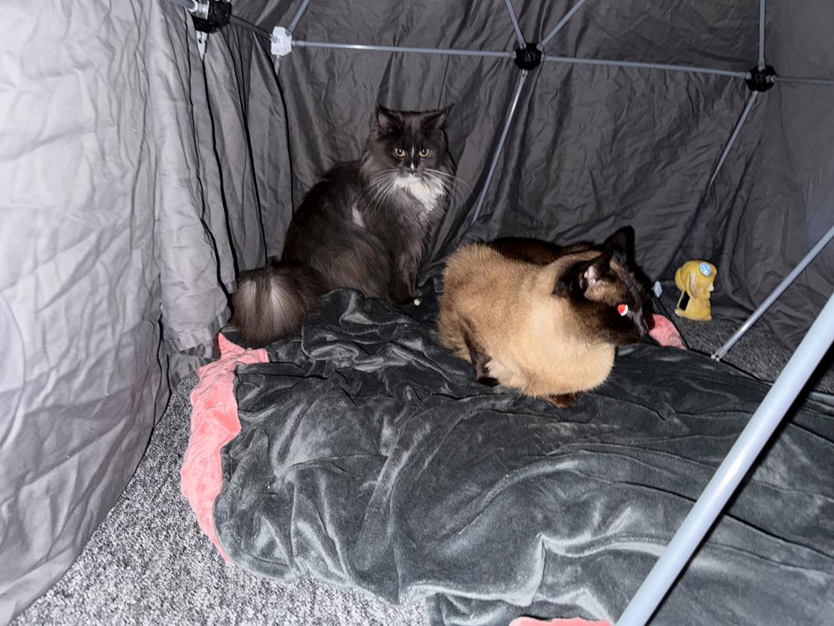 Maine Coon Ake Alma Aflivet  billede 17