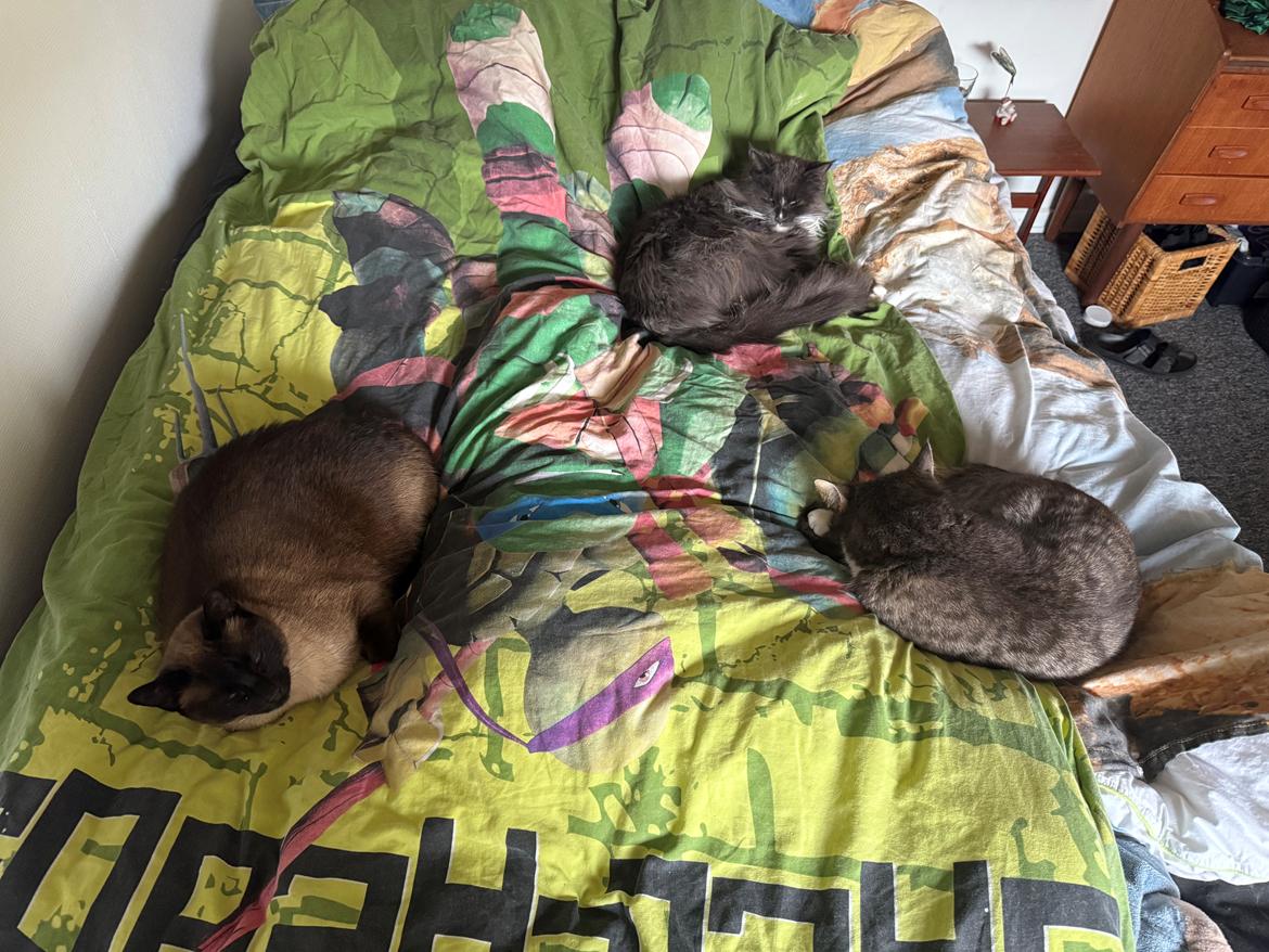 Maine Coon Ake Alma Aflivet  billede 18