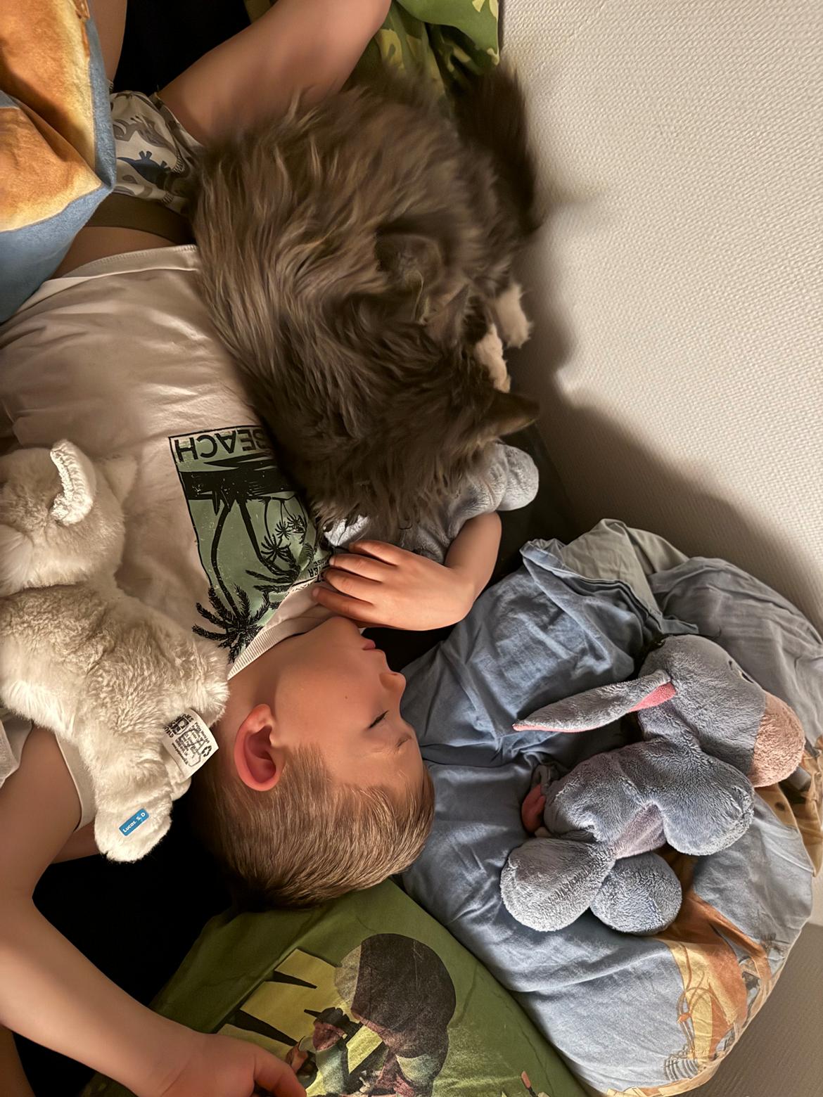 Maine Coon Ake Alma Aflivet  billede 19