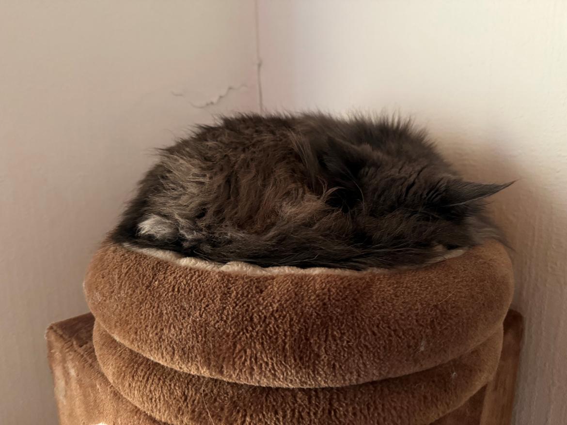 Maine Coon Ake Alma Aflivet  billede 20