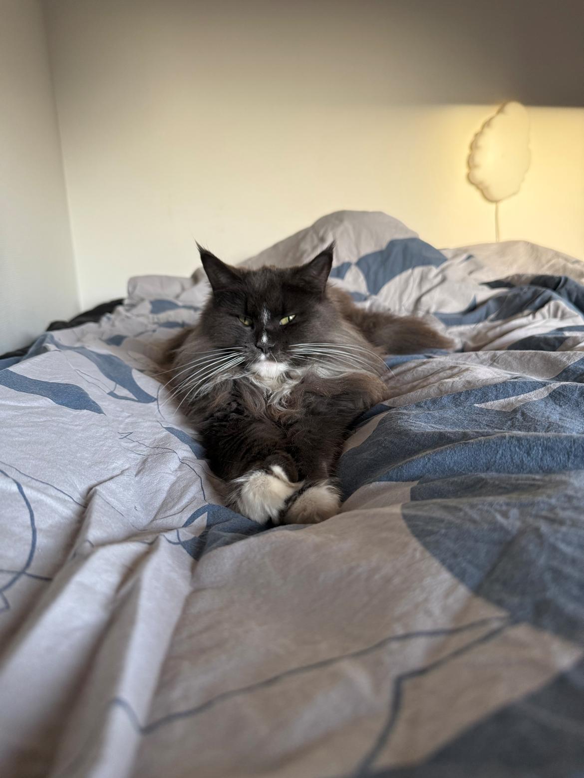 Maine Coon Ake Alma Aflivet  billede 21