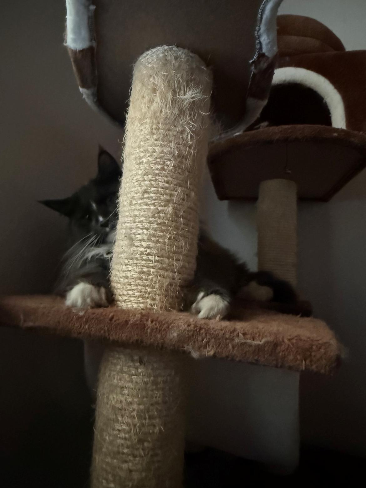 Maine Coon Ake Alma Aflivet  billede 22