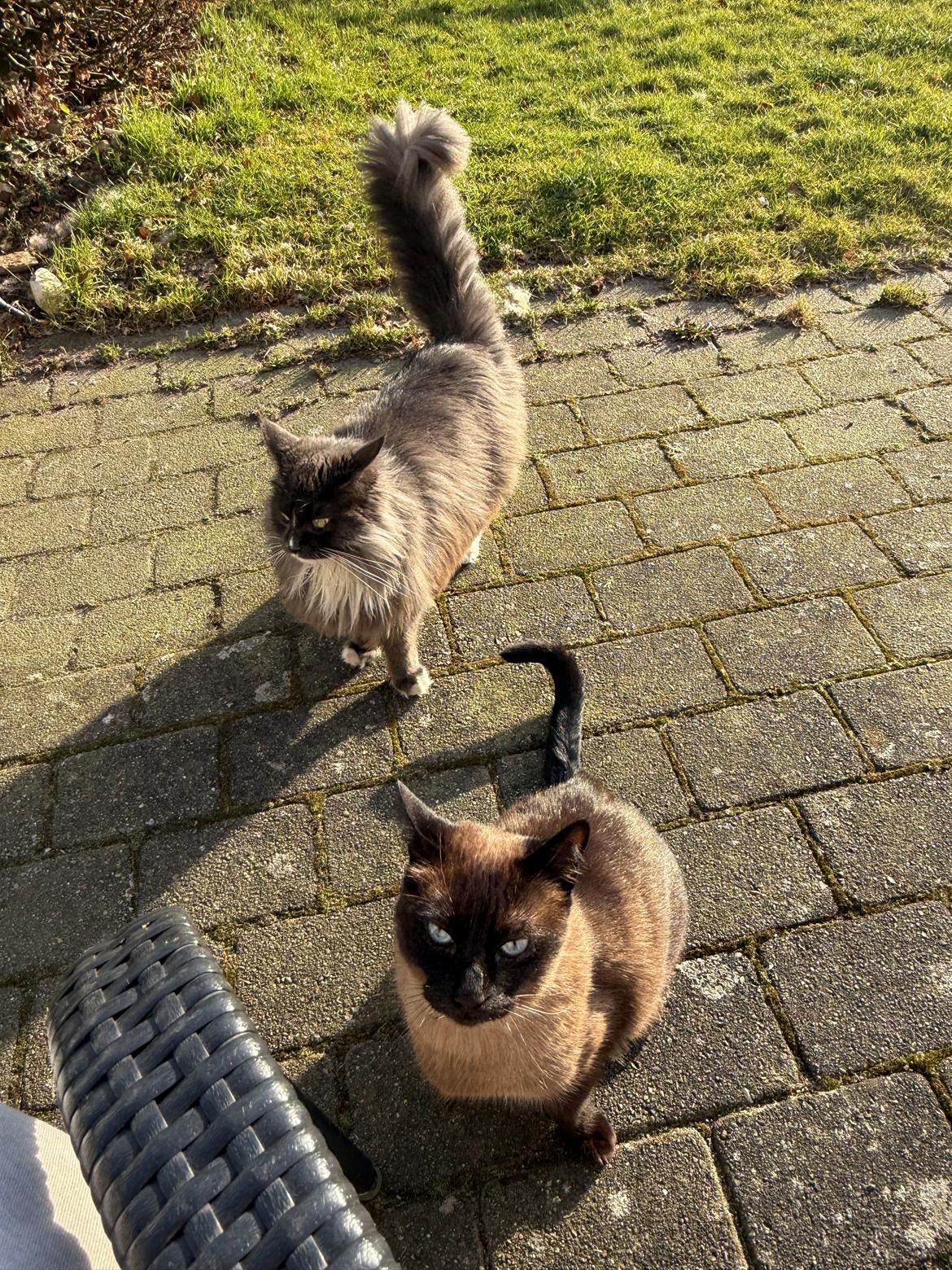 Maine Coon Ake Alma Aflivet  billede 23