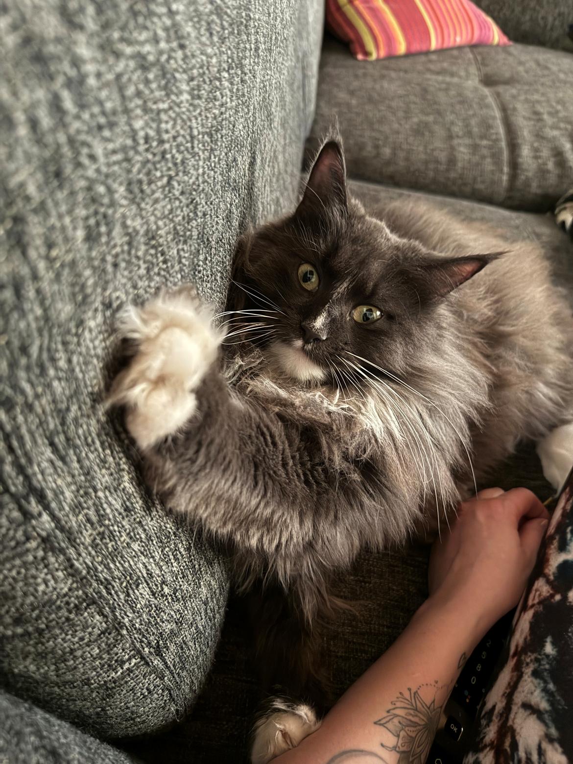 Maine Coon Ake Alma Aflivet  billede 24