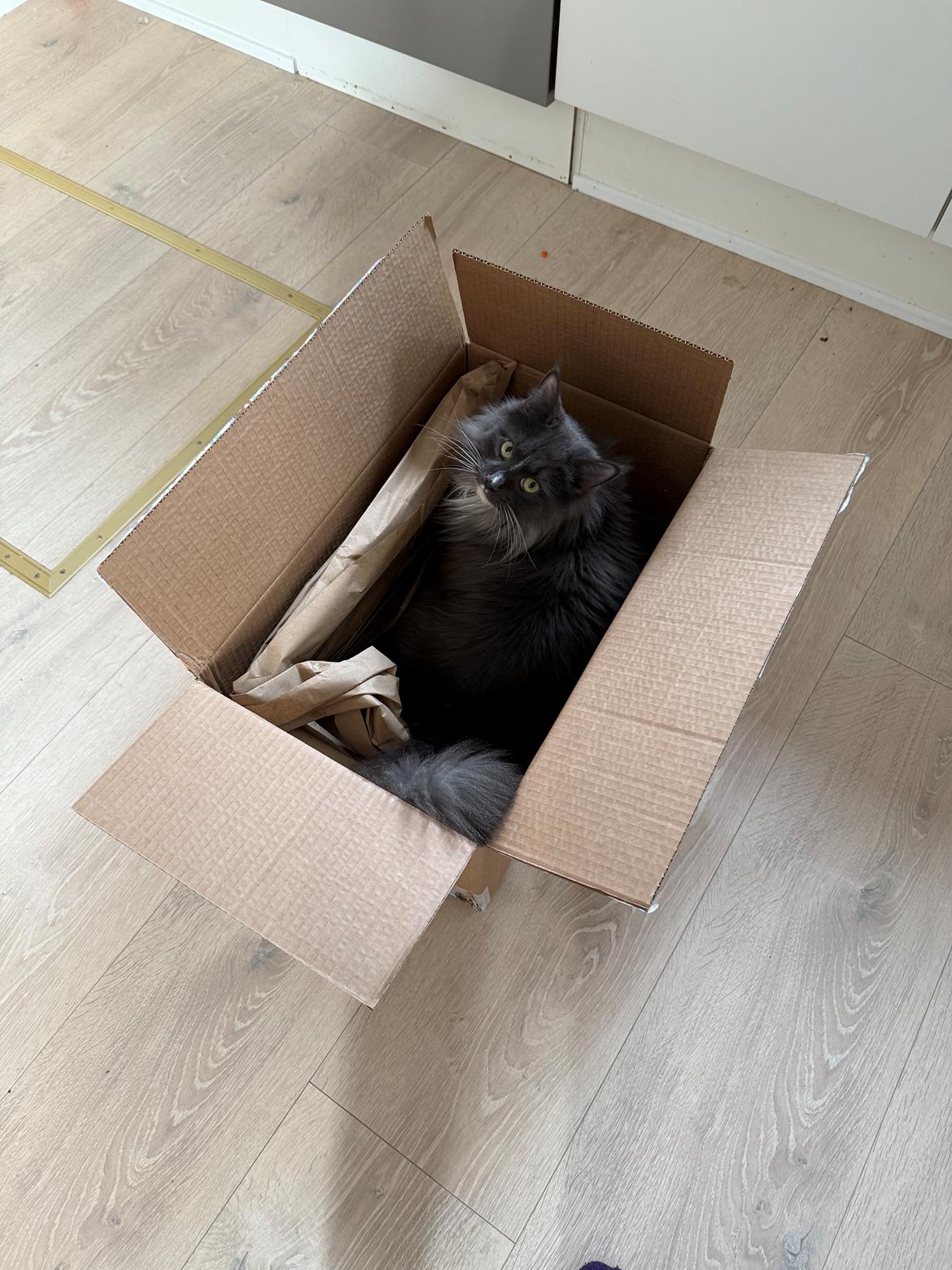 Maine Coon Ake Alma Aflivet  billede 25