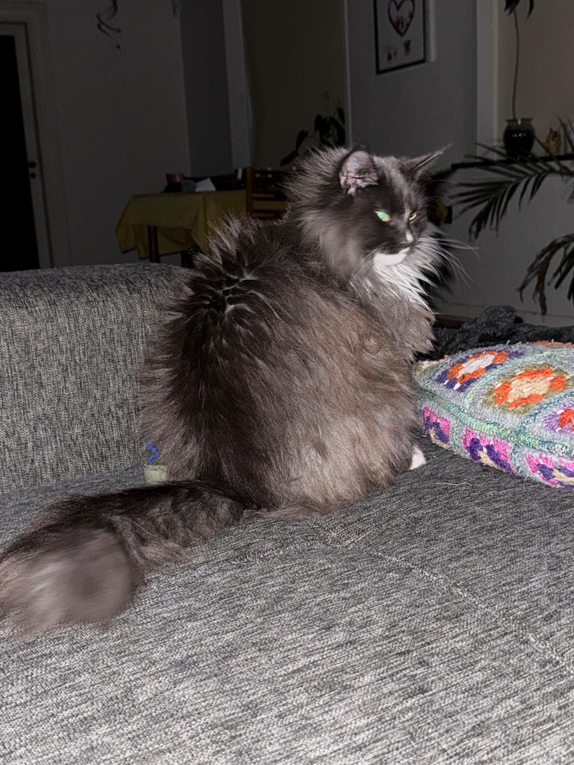 Maine Coon Ake Alma Aflivet  billede 26