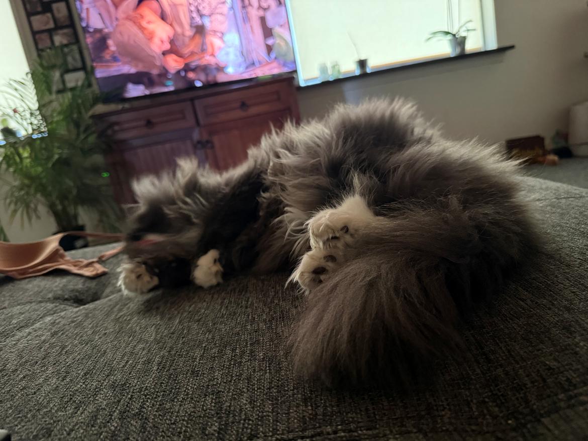 Maine Coon Ake Alma Aflivet  billede 27