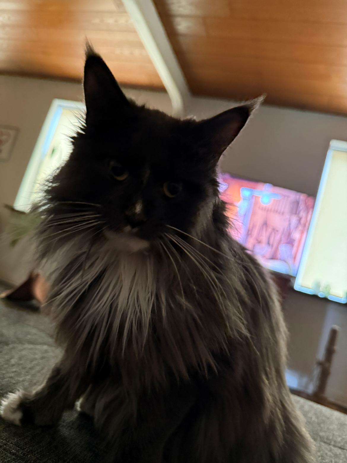 Maine Coon Ake Alma Aflivet  billede 28