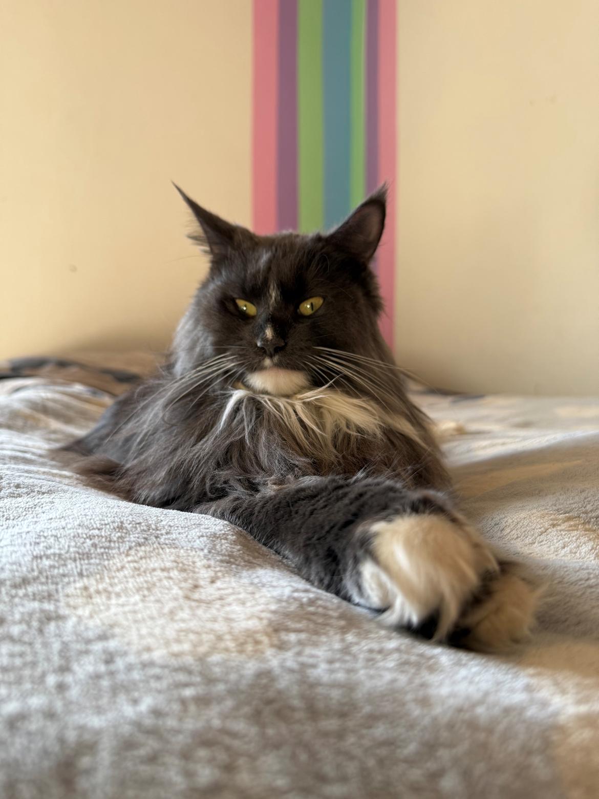 Maine Coon Ake Alma Aflivet  billede 29