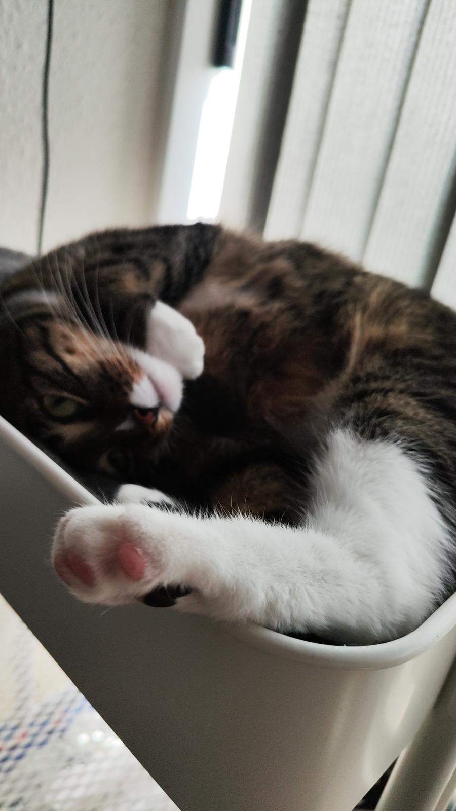 Huskat Nala billede 1