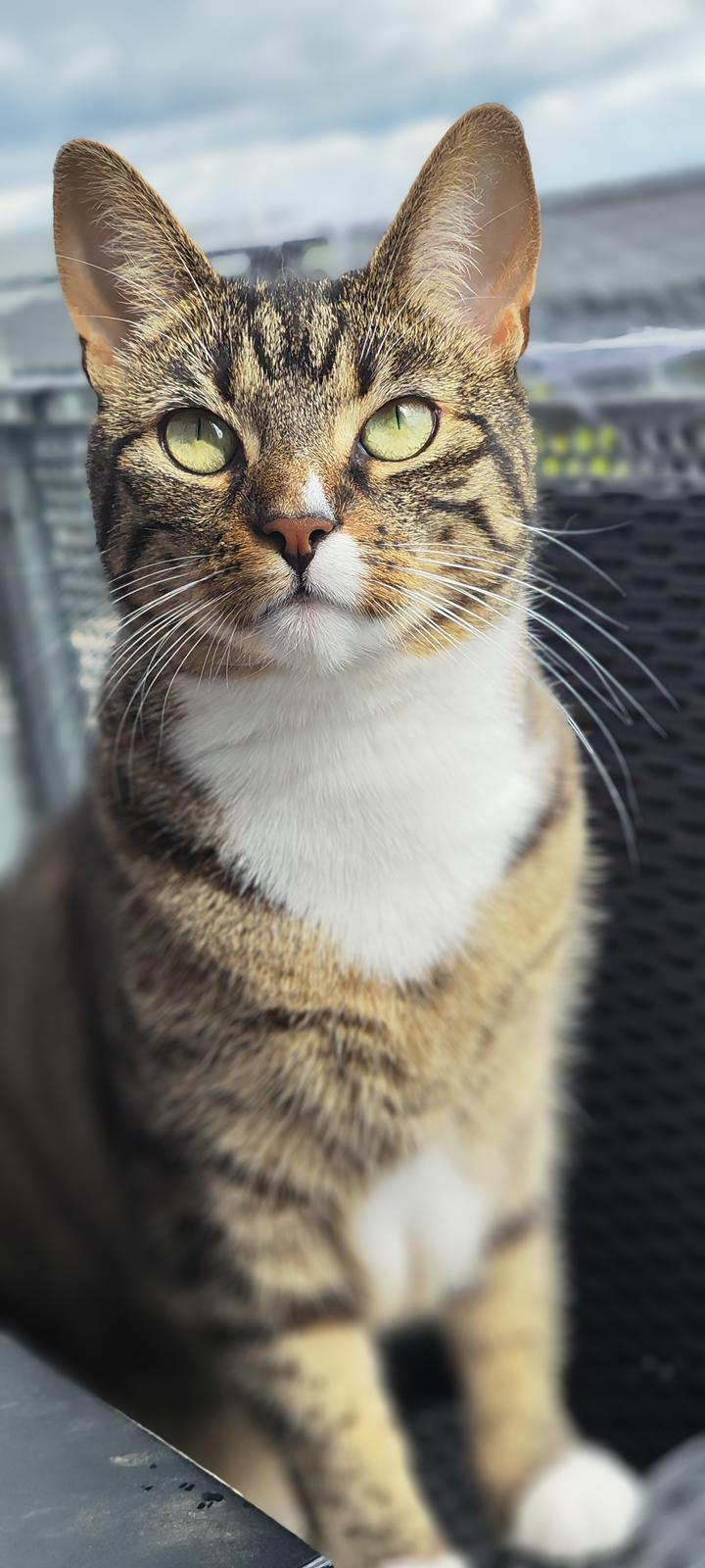 Huskat Nala billede 2