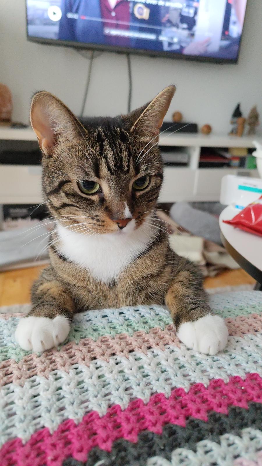 Huskat Nala billede 5