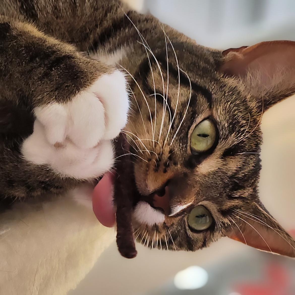 Huskat Nala billede 6