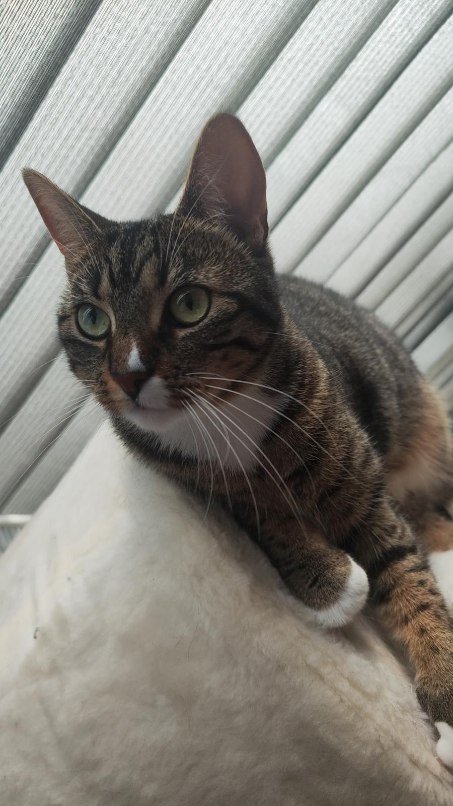 Huskat Nala billede 7