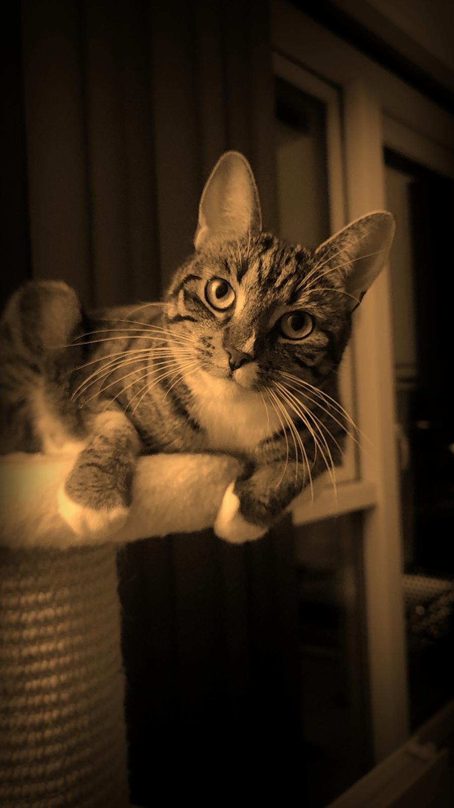 Huskat Nala billede 4