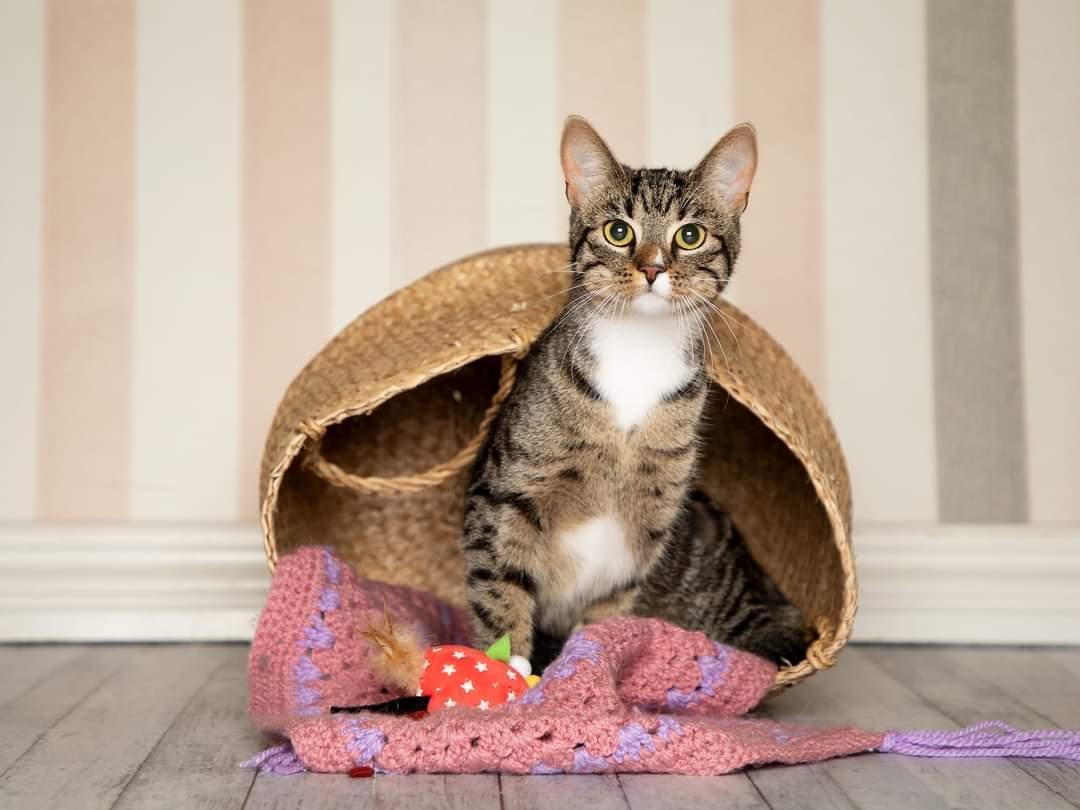 Huskat Nala billede 8