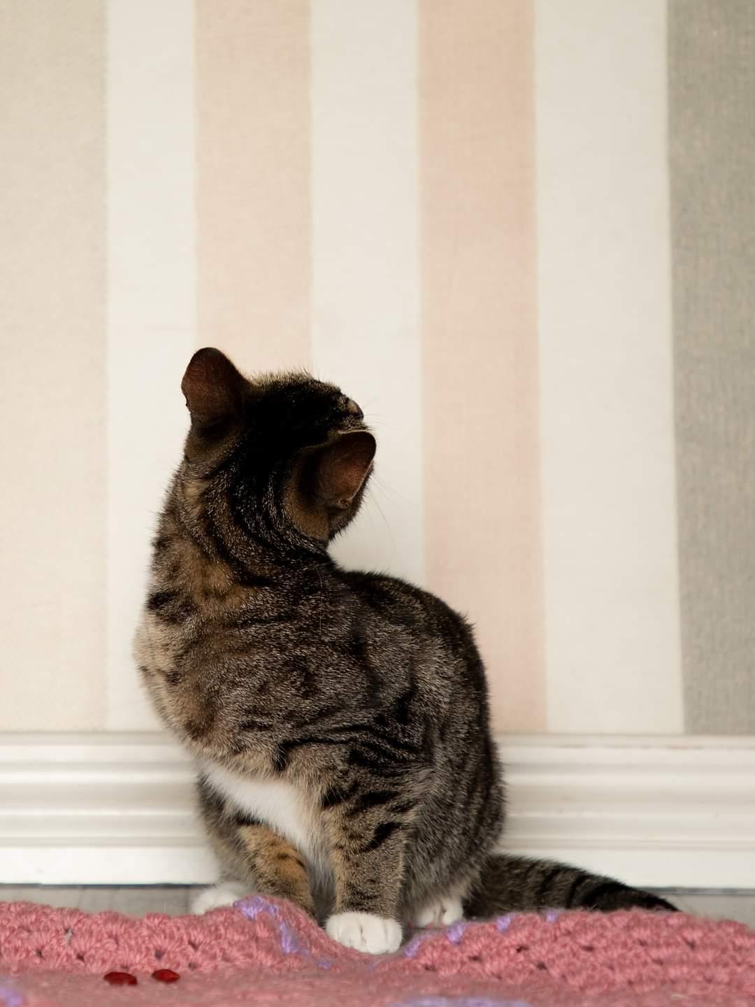 Huskat Nala billede 9