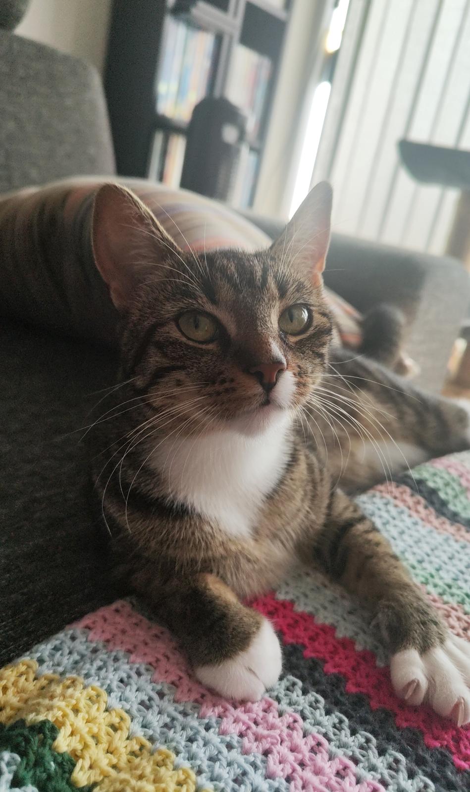 Huskat Nala billede 10