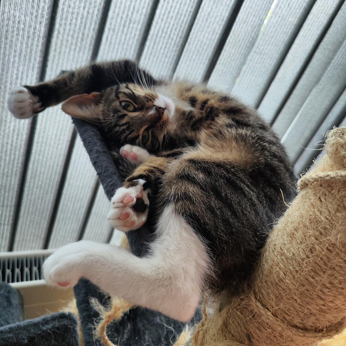 Huskat Nala billede 12