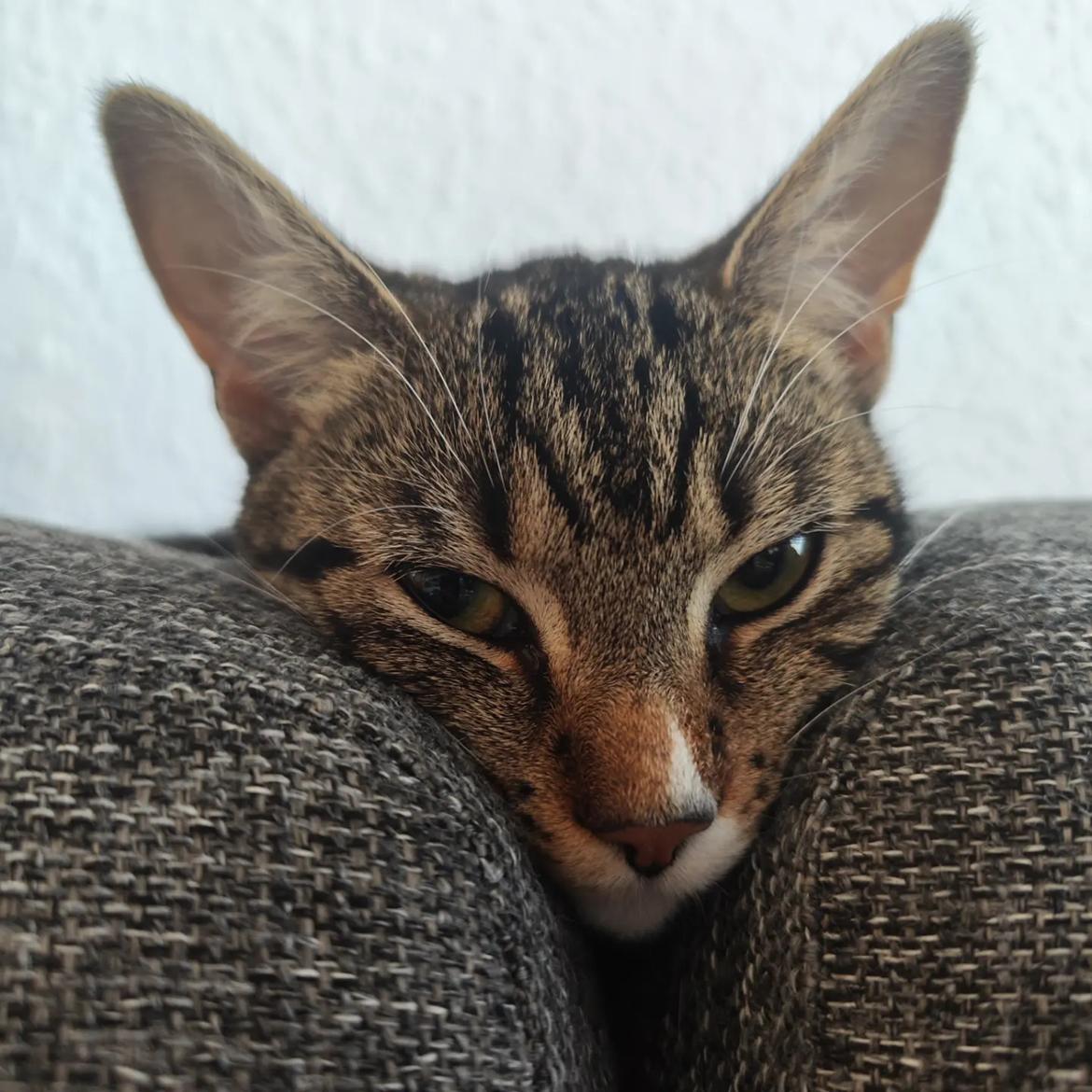 Huskat Nala billede 13