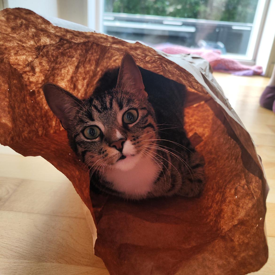 Huskat Nala billede 11