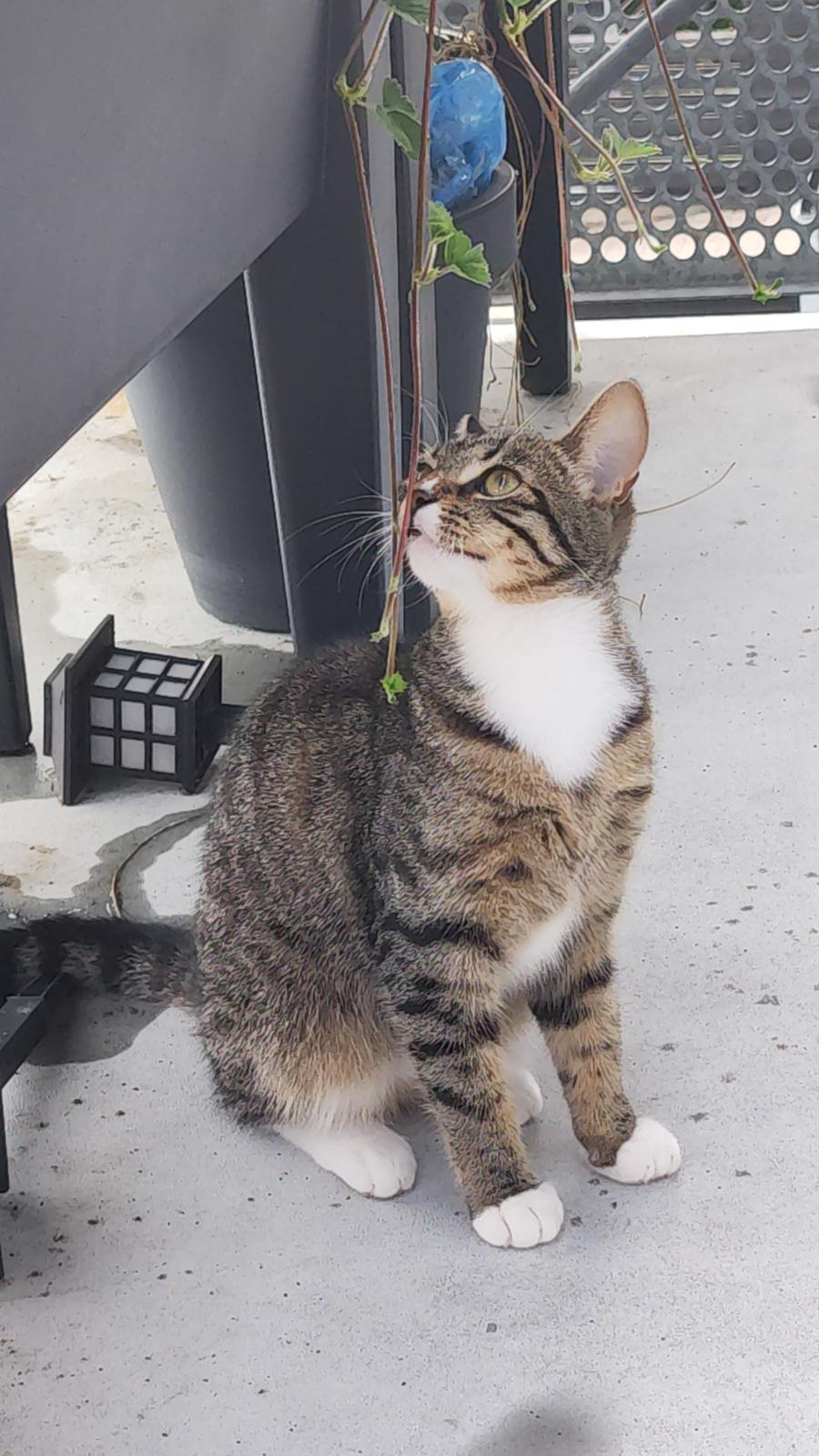 Huskat Nala billede 14