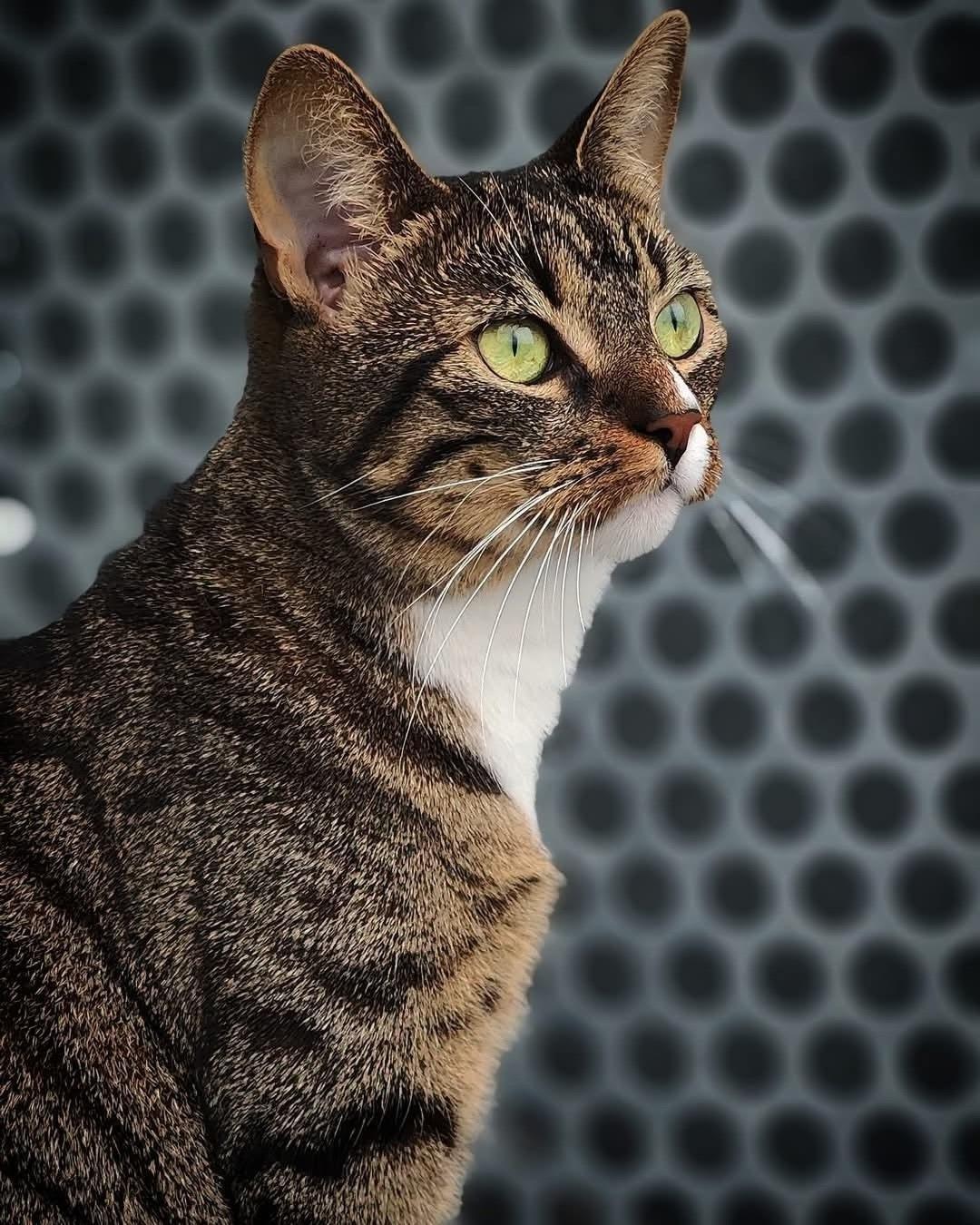 Huskat Nala billede 3