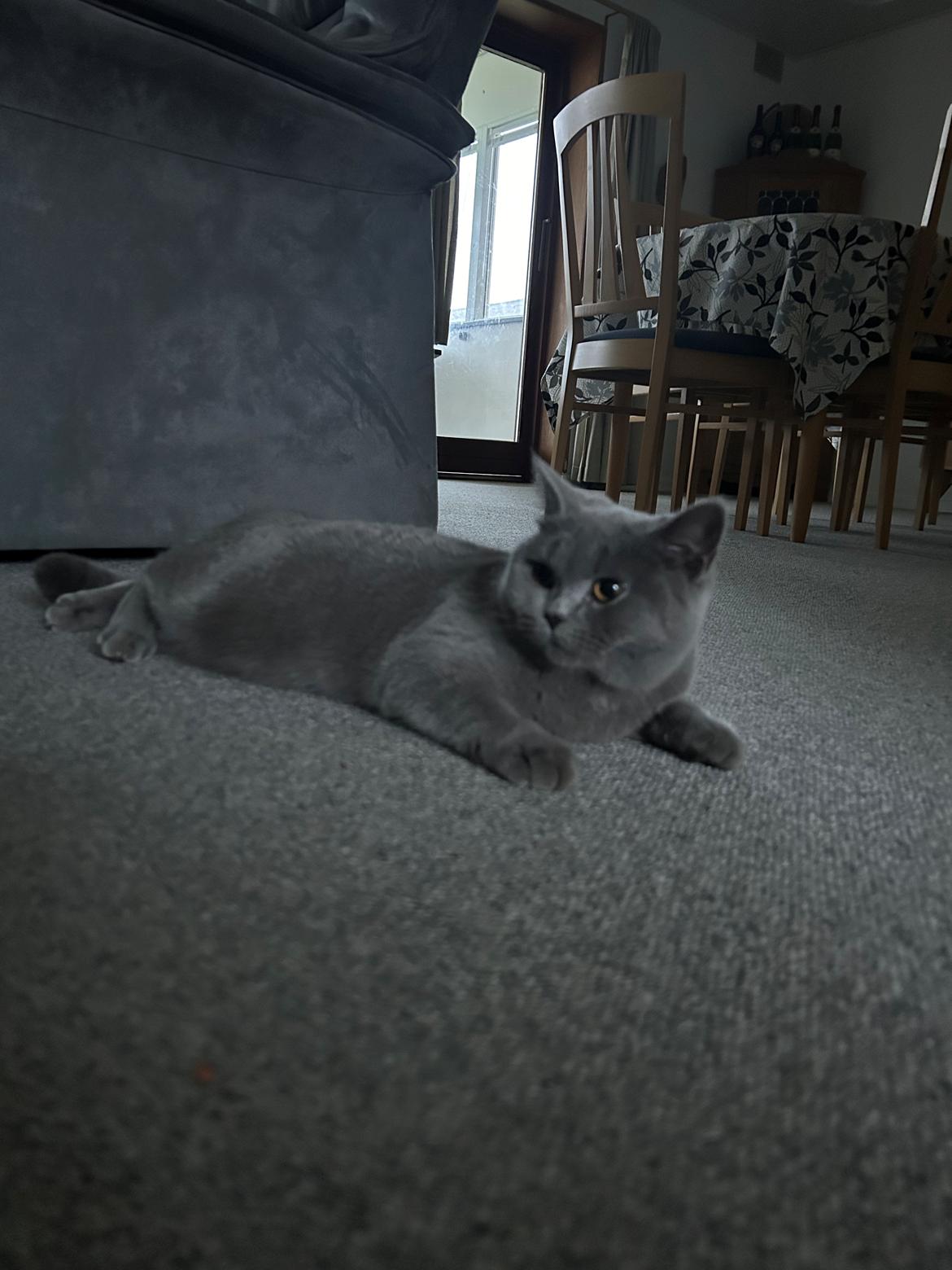 British Shorthair Perle billede 2