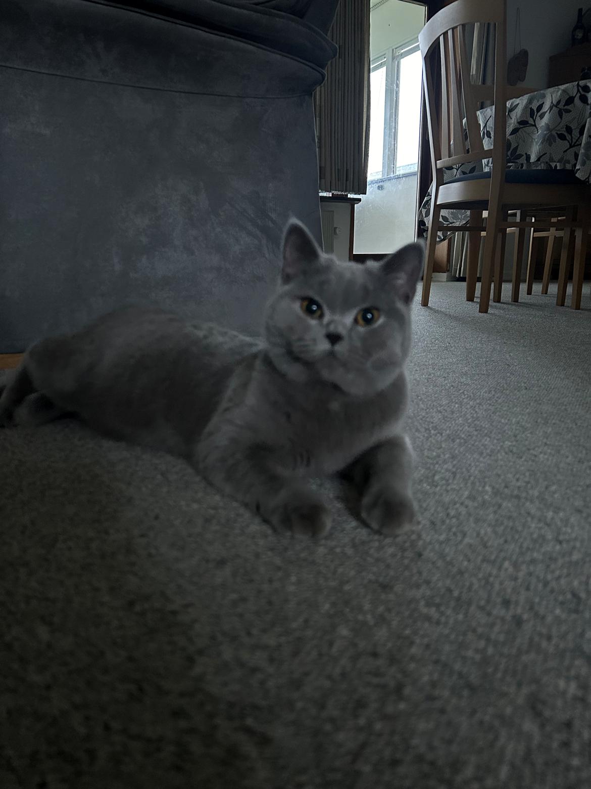 British Shorthair Perle billede 1