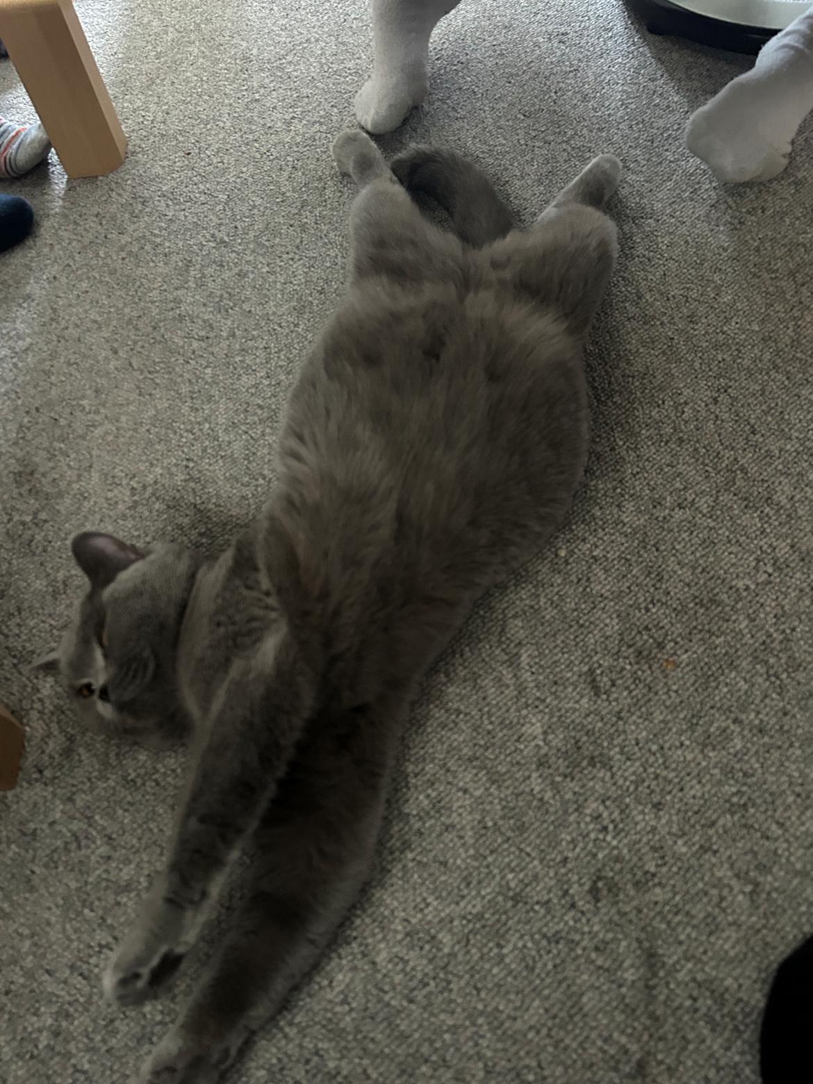 British Shorthair Perle billede 4