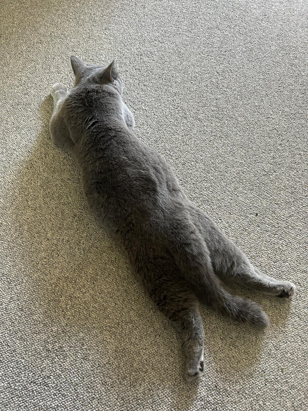 British Shorthair Perle billede 3