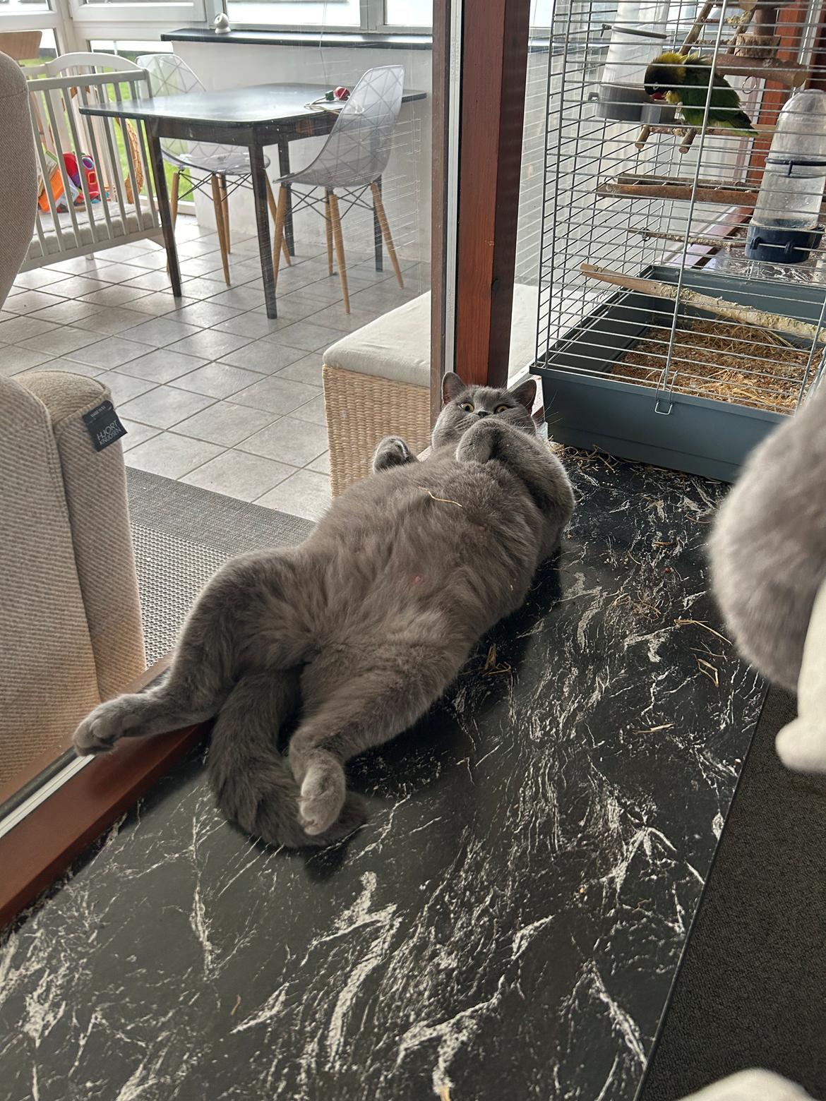 British Shorthair Perle billede 5