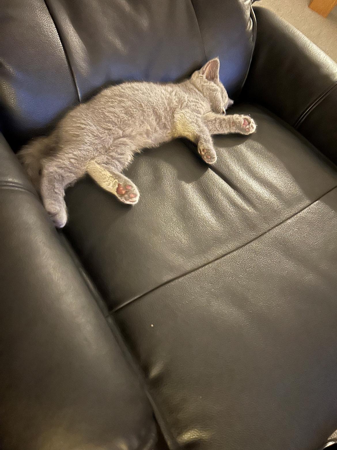 British Shorthair Perle billede 6