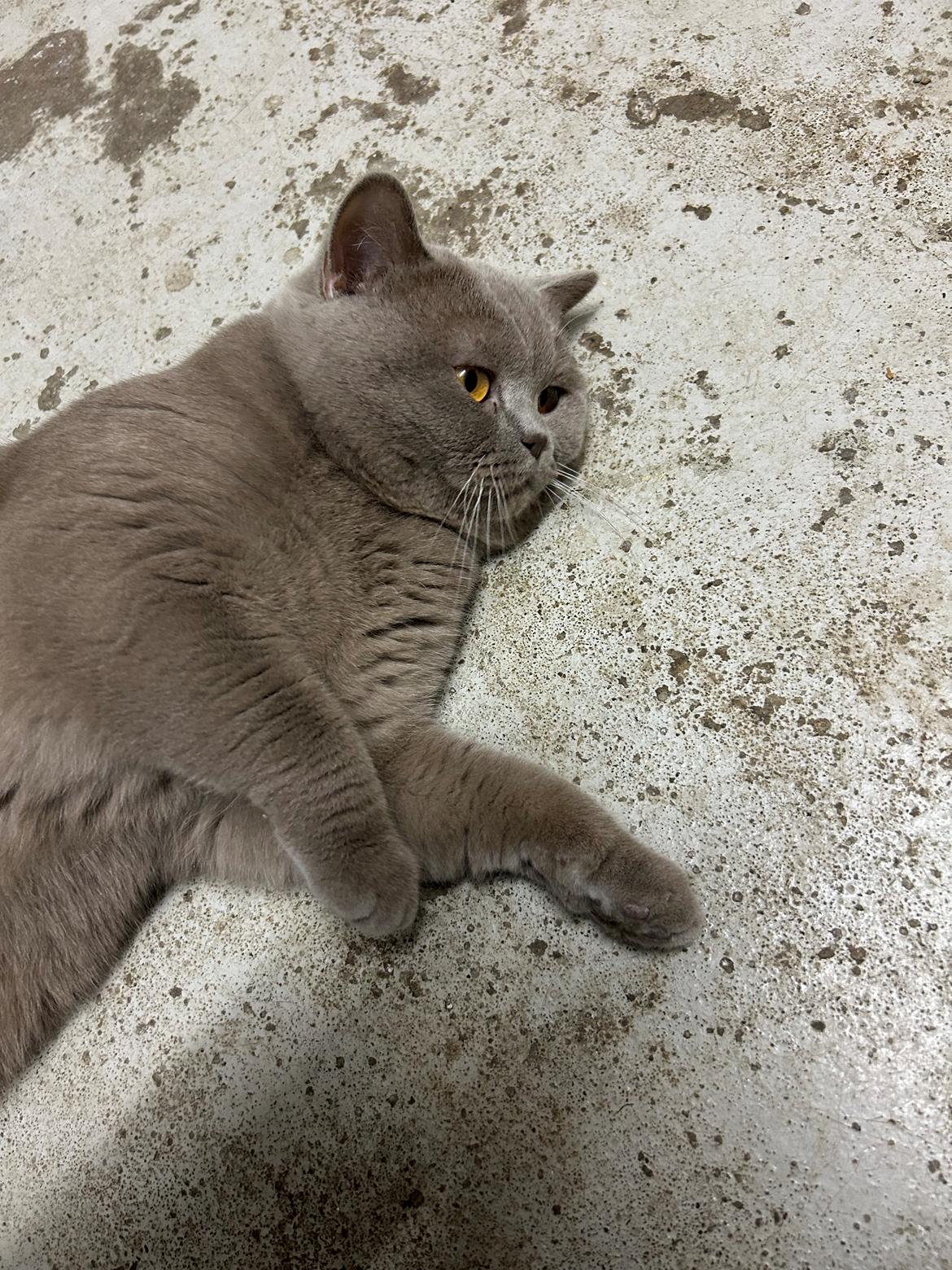 British Shorthair Twister billede 2