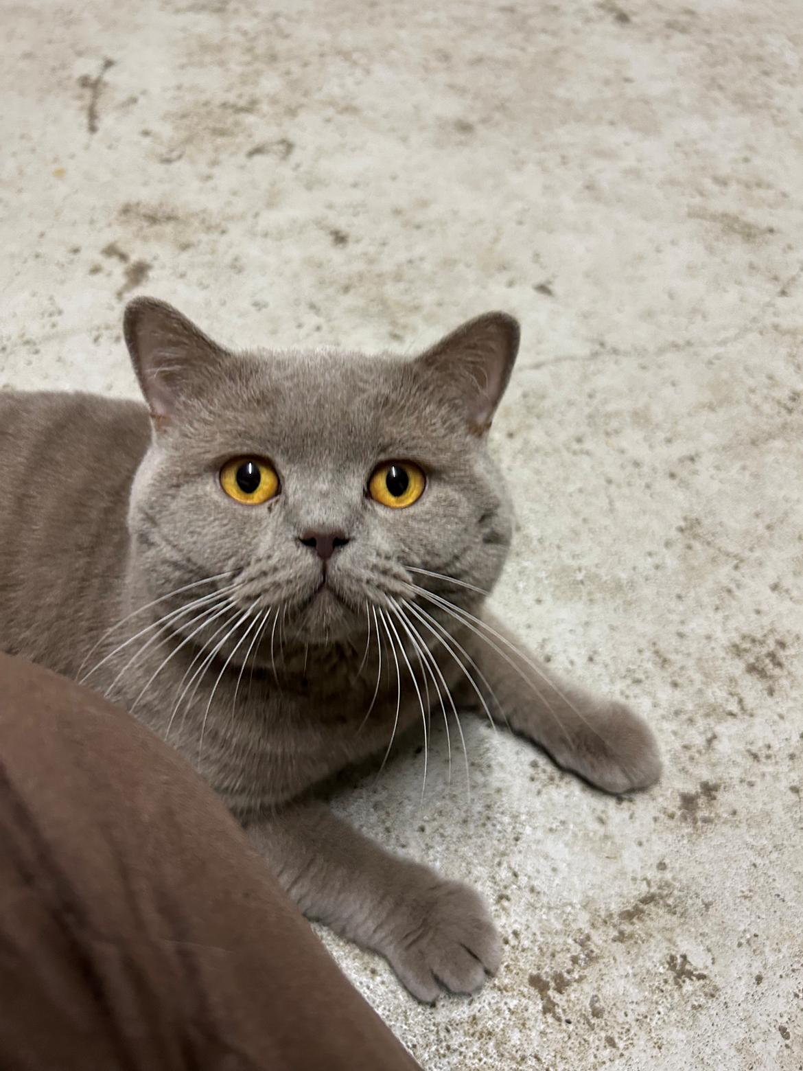 British Shorthair Twister billede 1