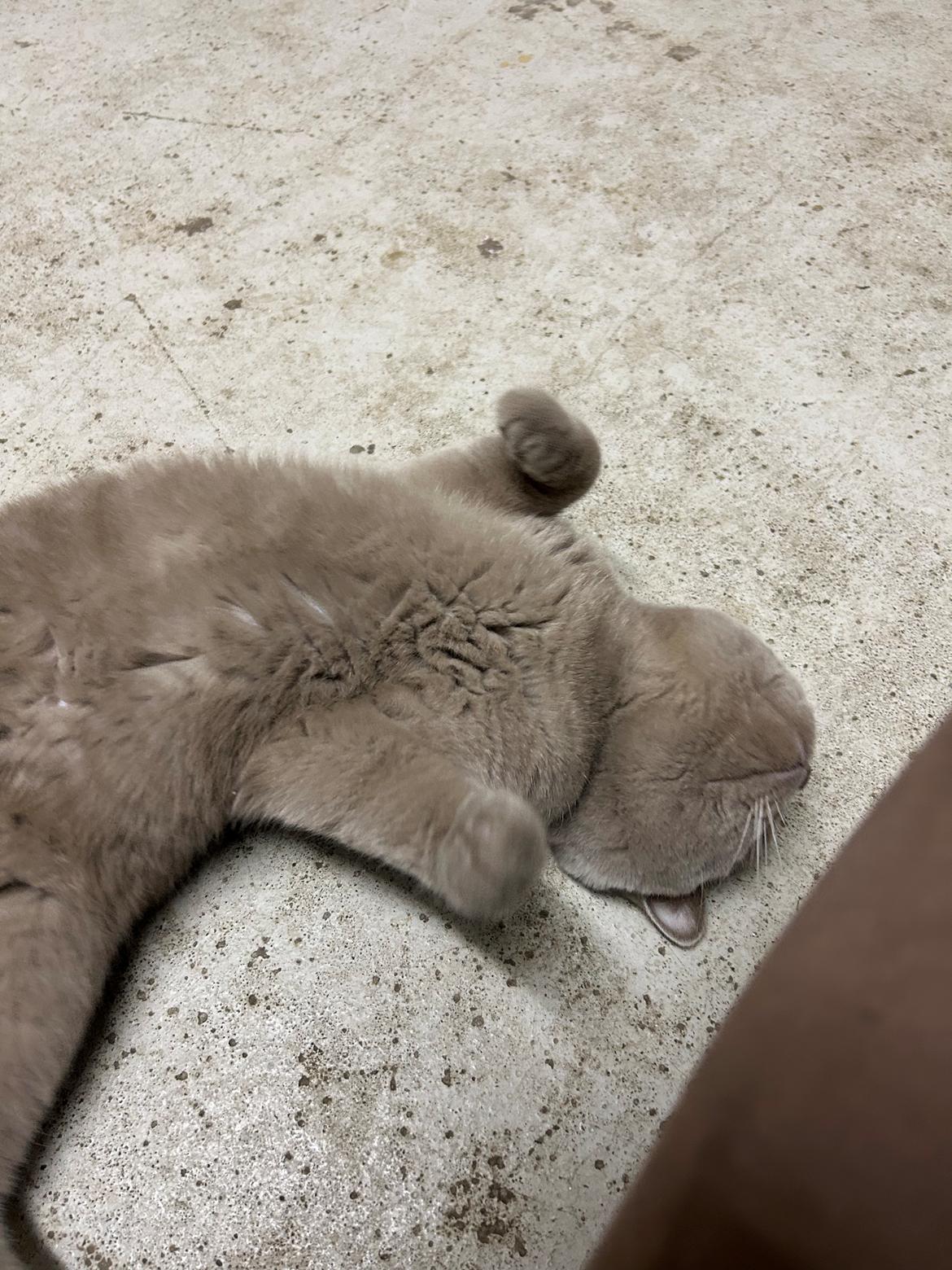 British Shorthair Twister billede 3