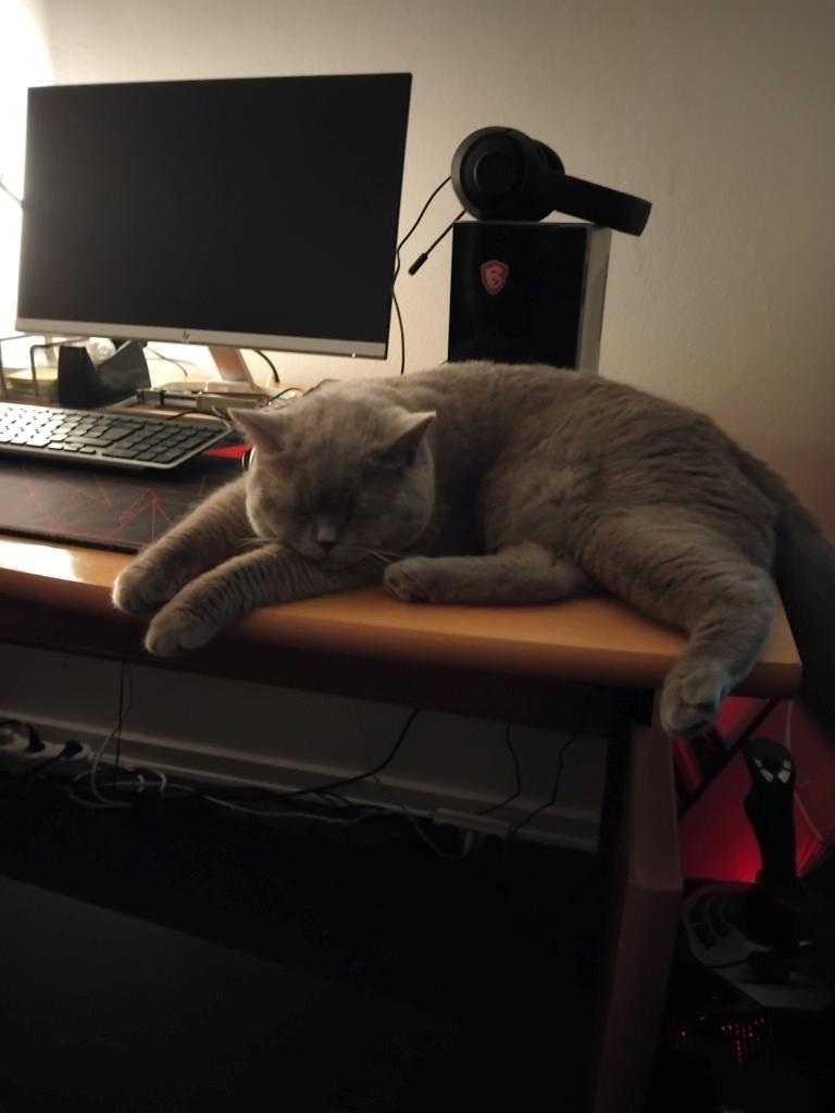 British Shorthair Twister billede 4