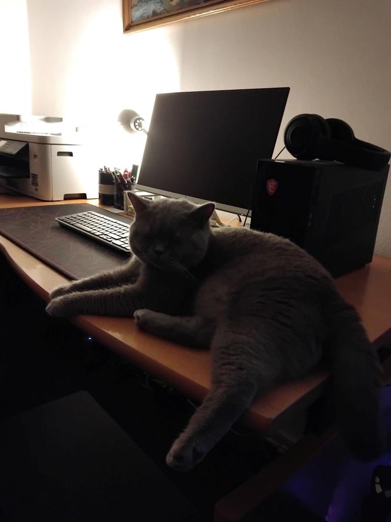 British Shorthair Twister billede 5