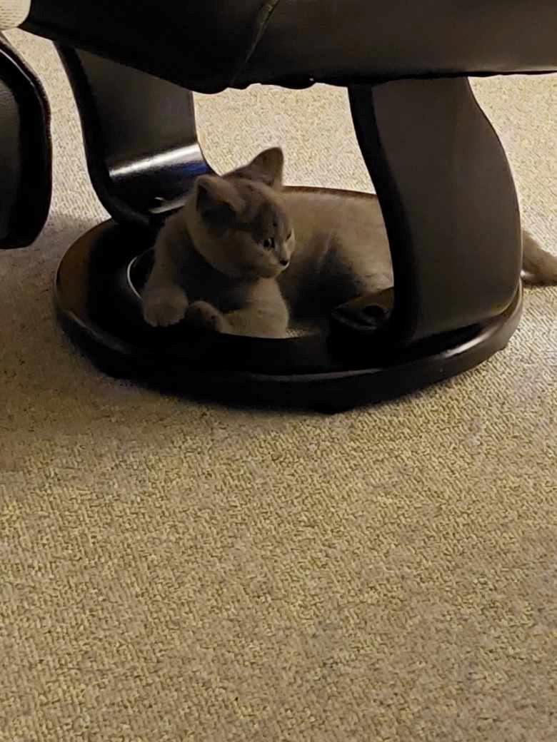 British Shorthair Fnug billede 1