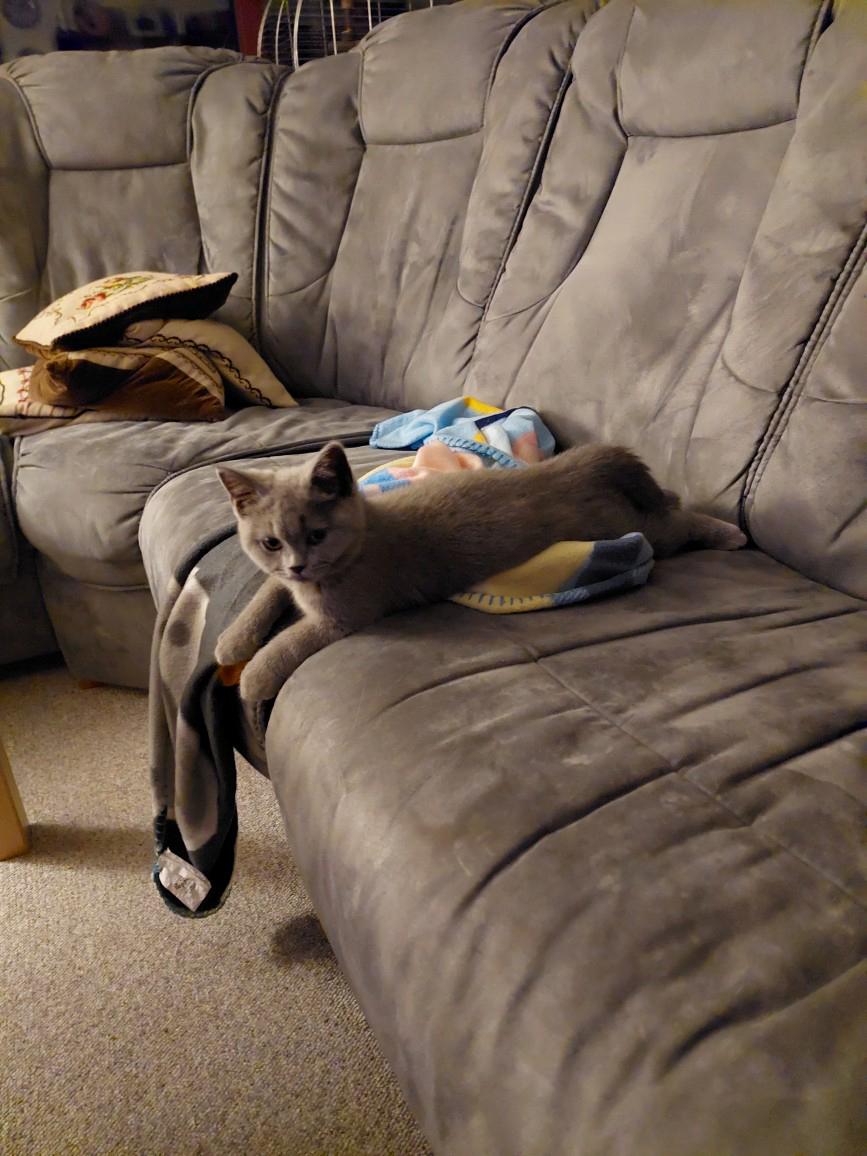 British Shorthair Fnug billede 2