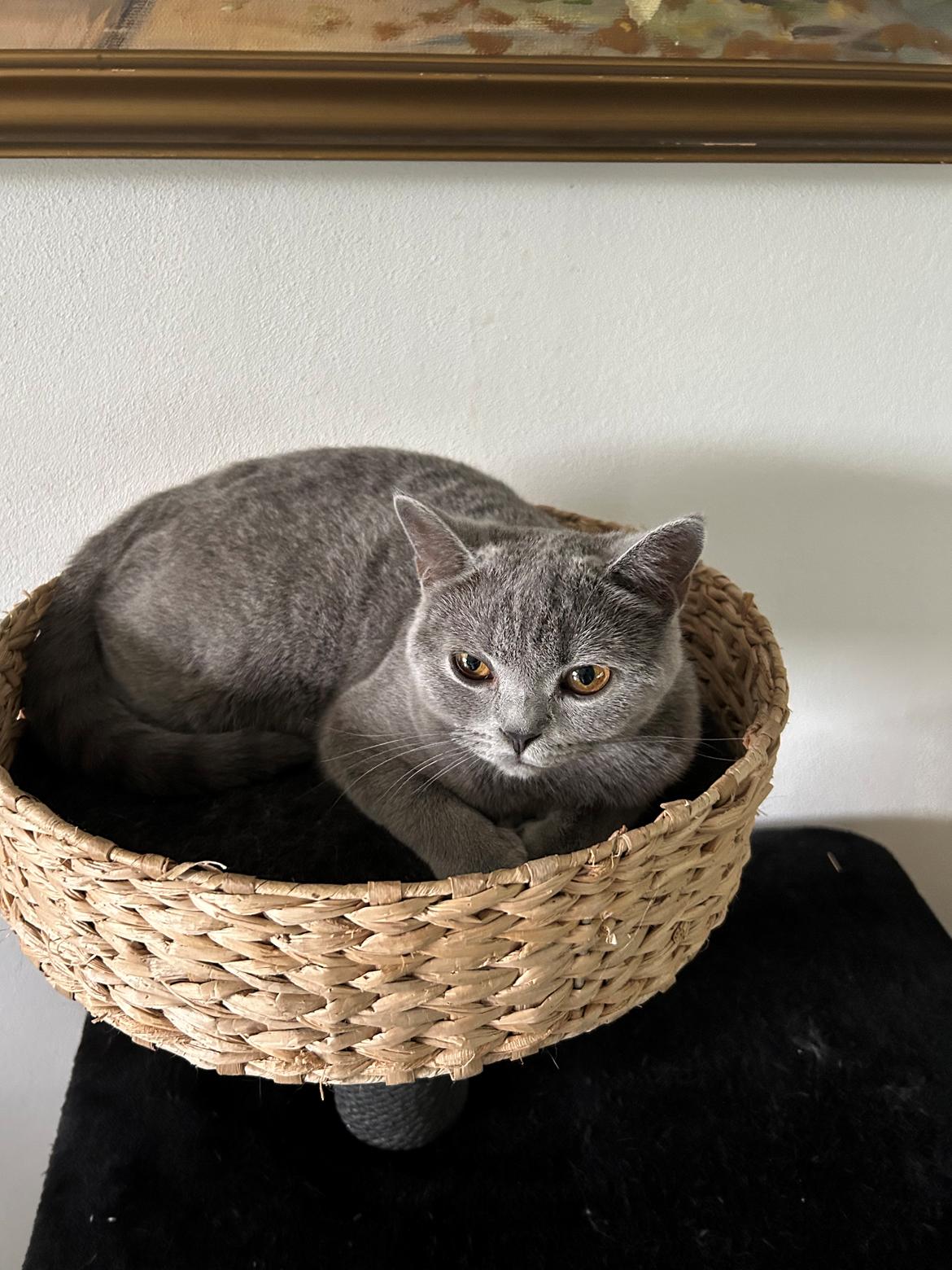 British Shorthair Fnug billede 3