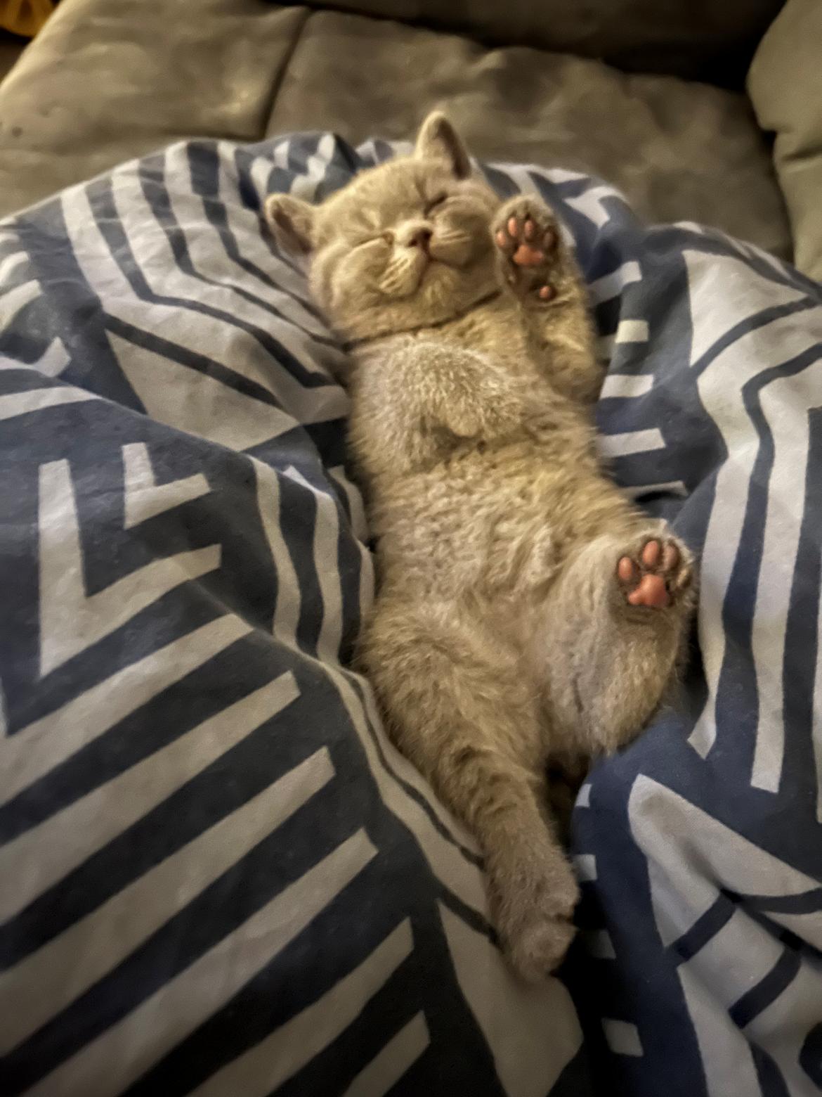 British Shorthair Fnug billede 4