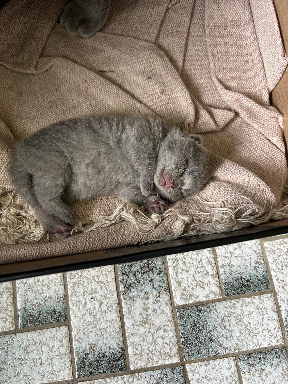 British Shorthair Fnug billede 5