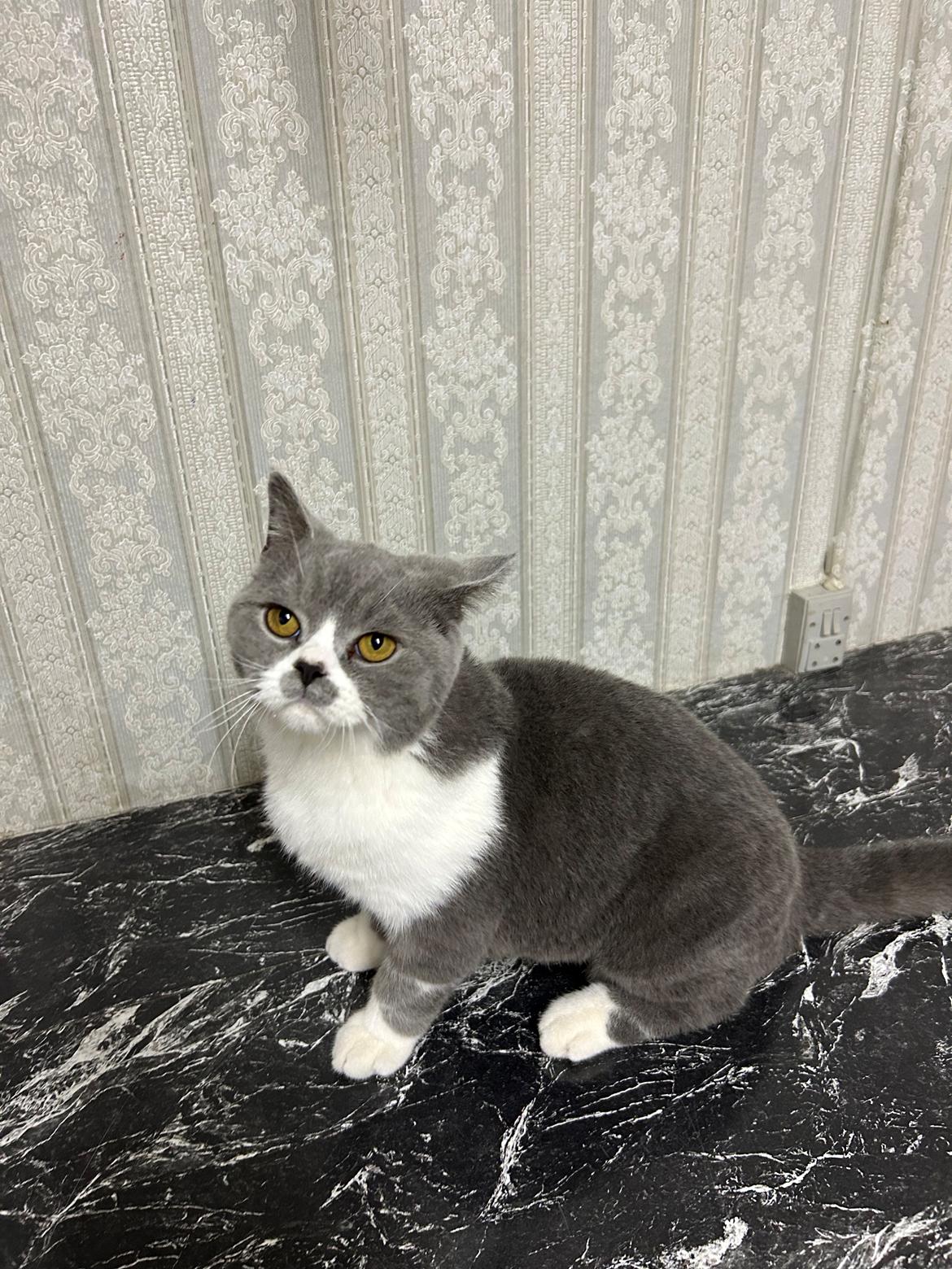 British Shorthair Snow billede 2