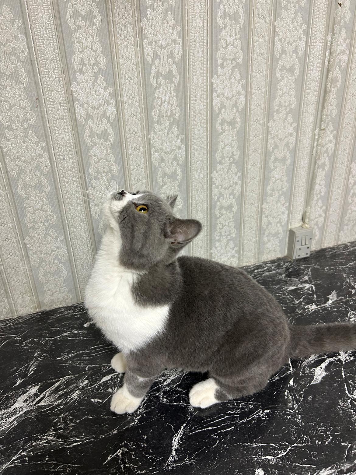 British Shorthair Snow billede 1