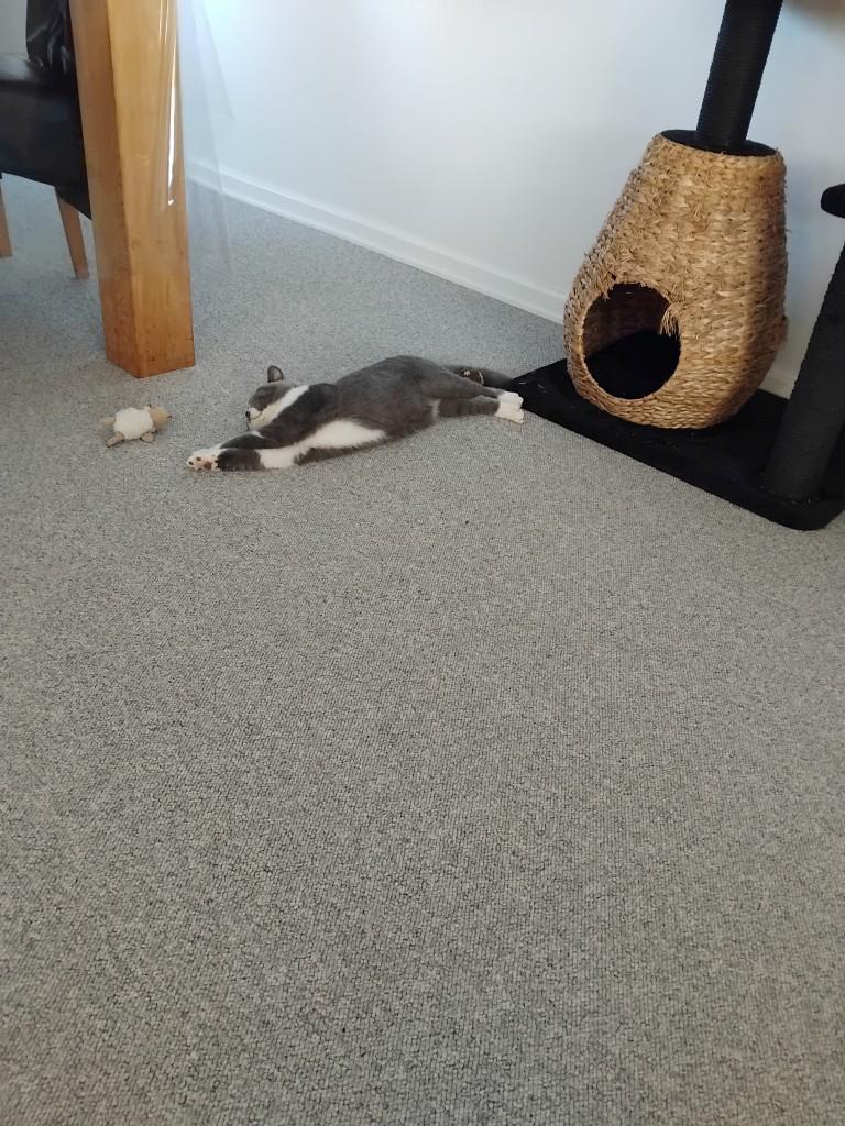 British Shorthair Snow billede 4